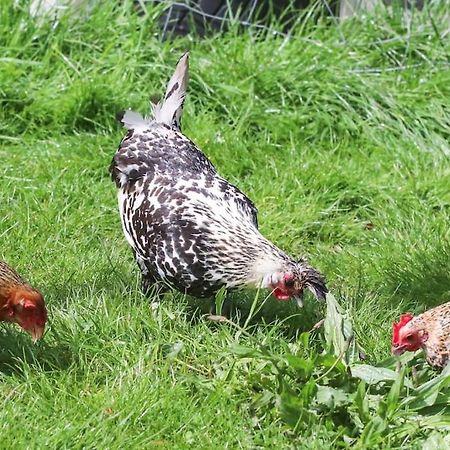 Gite A La Ferme Questembert Eksteriør bilde