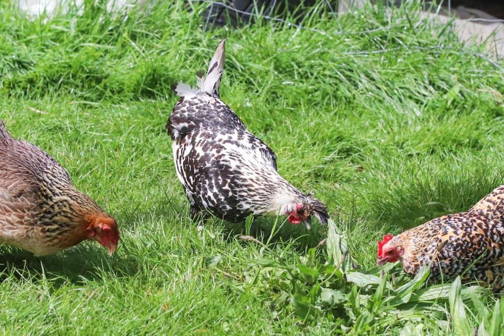 Gite A La Ferme Questembert Eksteriør bilde